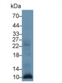 Western Blot; Sample: Human Leukocyte lysate; <br/>Primary Ab: 1µg/ml Rabbit Anti-Human S100A12 Antibody<br/>Second Ab: 0.2µg/mL HRP-Linked Caprine Anti-Rabbit IgG Polyclonal Antibody<br/>