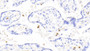 DAB staining on IHC-P. Samples: Human Tissue)