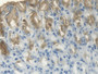 DAB staining on IHC-P; Samples: Rat Stomach Tissue