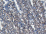 DAB staining on IHC-P; Samples: Porcine Stomach Tissue; Primary Ab: 20µg/ml Rabbit Anti-Porcine a2M Antibody Second Ab: 2µg/mL HRP-Linked Caprine Anti-Rabbit IgG Polyclonal Antibody