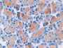 DAB staining on IHC-P; Samples: Rat Pancreas Tissue; Primary Ab: 20µg/ml Rabbit Anti-Rat TP Antibody Second Ab: 2µg/mL HRP-Linked Caprine Anti-Rabbit IgG Polyclonal Antibody