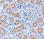 Podocin (PDCN) Polyclonal Antibody, Cat#CAU26801