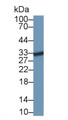 Western Blot; Sample: Recombinant protein.