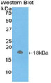 Western Blot; Sample: Recombinant protein.