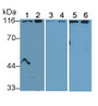 Western Blot; Sample: Lane1: Mouse Placenta lysate; Lane2: Mouse Liver lysate; Lane3: Rat Heart lysate; Lane4: Rat Liver lysate; Lane5: Porcine Liver lysate; Lane6: U87MG cell lysate; Primary Ab: 1.5μg/ml Rabbit Anti-Mouse CD26 Antibody; Second Ab: 0.2µg/mL HRP-Linked Caprine Anti-Rabbit IgG Polyclonal Antibody;