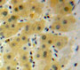Used in DAB staining on fromalin fixed paraffin-embedded Liver tissue