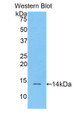 Western Blot; Sample: Recombinant protein.