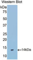 Western Blot; Sample: Recombinant protein.
