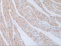 DAB staining on IHC-P; Samples: Mouse Heart Tissue