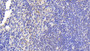 DAB staining on IHC-P; Samples: Mouse Spleen Tissue;  Primary Ab: 20μg/ml Rabbit Anti-Mouse TNFSF14 Antibody Second Ab: 2µg/mL HRP-Linked Caprine Anti-Rabbit IgG Polyclonal Antibody 