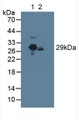 Western Blot; Sample: Lane1: Rat Serum; Lane2: Mouse Serum.