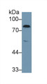 Western Blot; Sample: Rat Serum; Primary Ab: 1µg/ml Rabbit Anti-Rat F2 Antibody Second Ab: 0.2µg/mL HRP-Linked Caprine Anti-Rabbit IgG Polyclonal Antibody