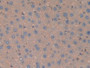 DAB staining on IHC-P; Samples: Rat Liver Tissue;  Primary Ab: 10µg/ml Rabbit Anti-Rat Hpt Antibody 
