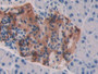 DAB staining on IHC-P; Samples: Mouse Pancreas Tissue)