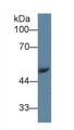 Western Blot; Sample: Mouse Serum; Primary Ab: 1µg/ml Rabbit Anti-Mouse AGT Antibody Second Ab: 0.2µg/mL HRP-Linked Caprine Anti-Rabbit IgG Polyclonal Antibody