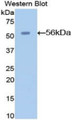 Western Blot; Sample: Recombinant protein.