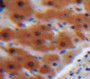 Used in DAB staining on fromalin fixed paraffin-embedded Liver tissue