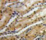 Used in DAB staining on fromalin fixed paraffin-embedded Kidney tissue