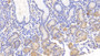 DAB staining on IHC-P; Samples: Human Stomach Tissue; Primary Ab: 20μg/ml Rabbit Anti-Simian CA2 Antibody Second Ab: 2µg/mL HRP-Linked Caprine Anti-Rabbit IgG Polyclonal Antibody