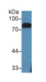 Western Blot; Sample: Bovine Serum<br/>Primary Ab: 2µg/mL Rabbit Anti-Bovine LTF Antibody<br/>Second Ab: 0.2µg/mL HRP-Linked Caprine Anti-Rabbit IgG Polyclonal Antibody<br/>
