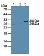 Western Blot; Sample: Lane1: Human Jurkat Cells; Lane2: Human U937 Cells; Lane3: Mouse Pancreas Tissue.