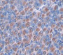 Mucin 5 Subtype AC (MUC5AC) Polyclonal Antibody, Cat#CAU27220