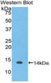 Western Blot; Sample: Recombinant protein.