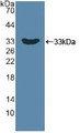 Western Blot; Sample: Recombinant DKK1, Human.