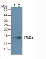 Western Blot; Sample: Lane1: Human Liver Tissue; Lane2: Human Serum.