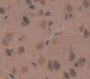 C-Type Natriuretic Peptide (CNP) Polyclonal Antibody, Cat#CAU27281