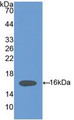 Western Blot; Sample: Recombinant HPA, Mouse.