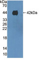 Western Blot; Sample: Recombinant F1+2, Mouse.