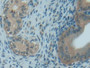DAB staining on IHC-P; Samples: Rat Uterus Tissue; Primary Ab: 20µg/ml Rabbit Anti-Rat Trx Antibody Second Ab: 2µg/mL HRP-Linked Caprine Anti-Rabbit IgG Polyclonal Antibody