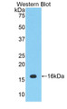 Western Blot; Sample: Recombinant protein.