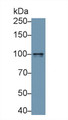 Western Blot; Sample: Human Placenta lysate; Primary Ab: 1µg/ml Rabbit Anti-Human NRP1 Antibody Second Ab: 0.2µg/mL HRP-Linked Caprine Anti-Rabbit IgG Polyclonal Antibody