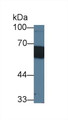 Western Blot; Sample: Porcine Skin lysate; Primary Ab: 1µg/ml Rabbit Anti-Porcine CD14 Antibody Second Ab: 0.2µg/mL HRP-Linked Caprine Anti-Rabbit IgG Polyclonal Antibody