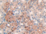 DAB staining on IHC-P; Samples: Rat Kidney Tissue; Primary Ab: 10µg/ml Rabbit Anti-Rat MUC5B Antibody Second Ab: 2µg/mL HRP-Linked Caprine Anti-Rabbit IgG Polyclonal Antibody