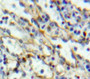 Used in DAB staining on fromalin fixed paraffin-embedded Liver tissue