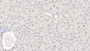 DAB staining on IHC-P; Samples: Mouse Liver Tissue;  Primary Ab: 20μg/ml Rabbit Anti-Mouse ADH1 Antibody Second Ab: 2µg/mL HRP-Linked Caprine Anti-Rabbit IgG Polyclonal Antibody 