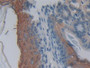 DAB staining on IHC-P; Samples: Mouse Esophagus Tissue;  Primary Ab: 10µg/ml Rabbit Anti-Mouse MPP2