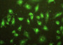 Figure:FITC staining on IHC-P Sample: A549 cells