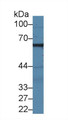 Western Blot; Sample: Porcine Cerebrum lysate; Primary Ab: 2µg/ml Rabbit Anti-Human MPP2 Antibody Second Ab: 0.2µg/mL HRP-Linked Caprine Anti-Rabbit IgG Polyclonal Antibody