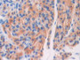 DAB staining on IHC-P; Samples: Mouse Ovary Tissue; Primary Ab: 20µg/ml Rabbit Anti-Mouse F5 Antibody Second Ab: 2µg/mL HRP-Linked Caprine Anti-Rabbit IgG Polyclonal Antibody