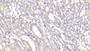 DAB staining on IHC-P; Samples: Rat Kidney Tissue; Primary Ab: 20μg/ml Rabbit Anti-Rat Slit2 Antibody Second Ab: 2µg/mL HRP-Linked Caprine Anti-Rabbit IgG Polyclonal Antibody