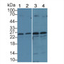 Western Blot; Sample: Lane1: Gallus Kidney lysate; Lane2: Gallus Stomach lysate; Lane3: Human Hela cell lysate; Lane4: Human Hepg2 cell lysate; Primary Ab: 2µg/ml Rabbit Anti-Gallus GSTm1 Antibody; Second Ab: 0.2µg/ml HRP-Linked Caprine Anti-Rabbit IgG Polyclonal Antibody;