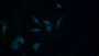 FITC staining on IF; Samples: Human HepG2 cell;  Primary Ab: 20μg/ml Rabbit Anti-Gallus GSTm1 Antibody Second Ab: 1.5μg/ml FITC-Linked Caprine Anti-Rabbit IgG Polyclonal Antibody 