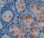 Amiloride Binding Protein 1 (ABP1) Polyclonal Antibody, Cat#CAU27441