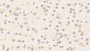 DABstainingonIHC-P.Samples:MouseTissue)