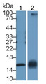 Western Blot; Sample: Lane1: Rat Placenta lysate; Lane2: Porcine Cerebrum lysate; Primary Ab: 2μg/ml Rabbit Anti-Human MK Antibody; Second Ab: 0.2µg/mL HRP-Linked Caprine Anti-Rabbit IgG Polyclonal Antibody;