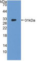 Western Blot; Sample: Recombinant NOSTRIN, Human.